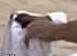 Ronnie Andrew Garcia